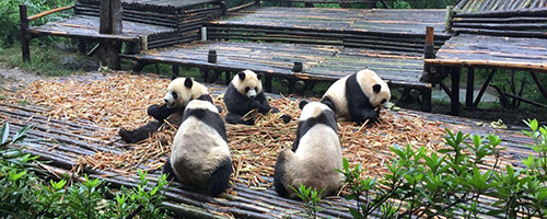 Panda Base in Chengdu, Sichuan Travel