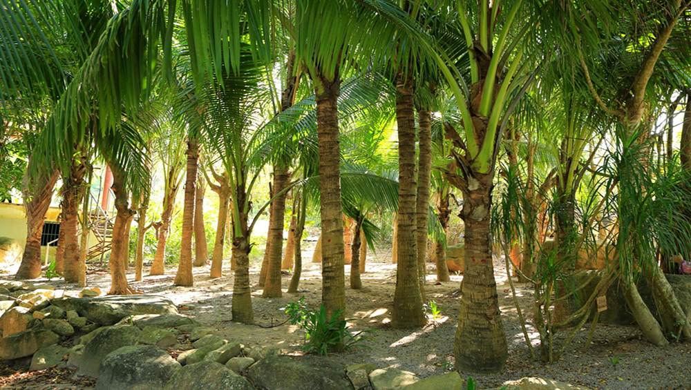 TropicalBotanicalGarden