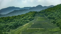 teafield1