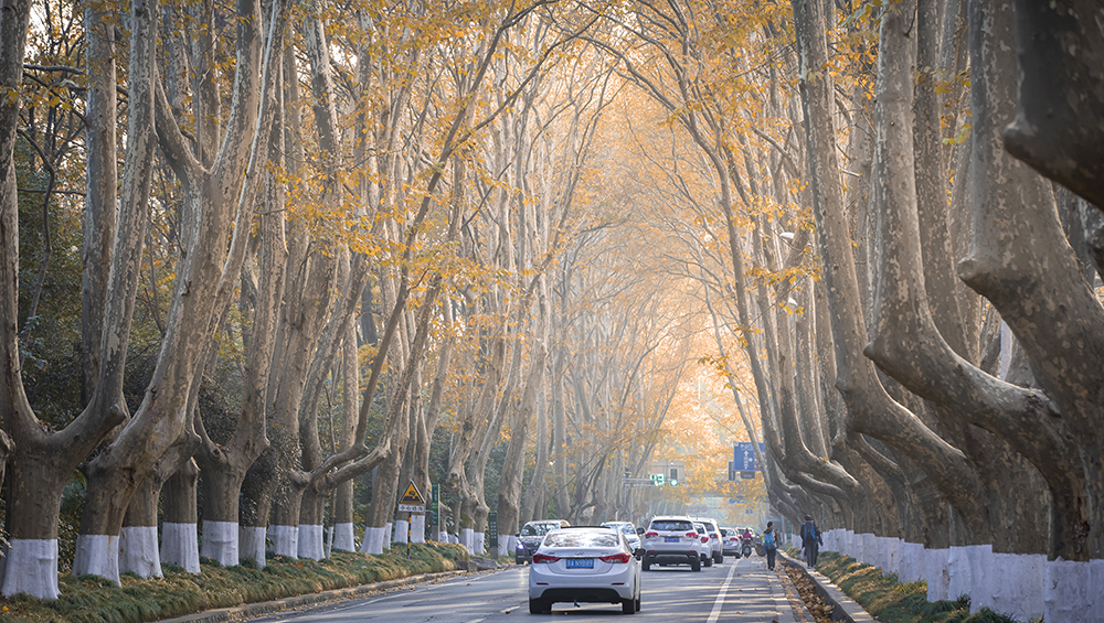 WutongTree