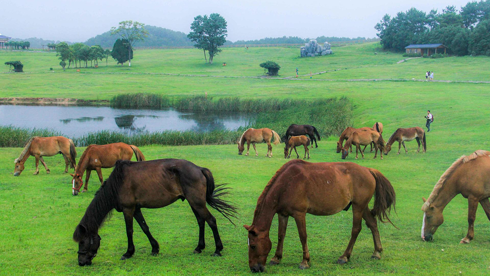 MulanGrassland