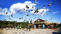 ShenyangForestZoo