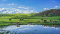 HulunbeierGrasslandSummer