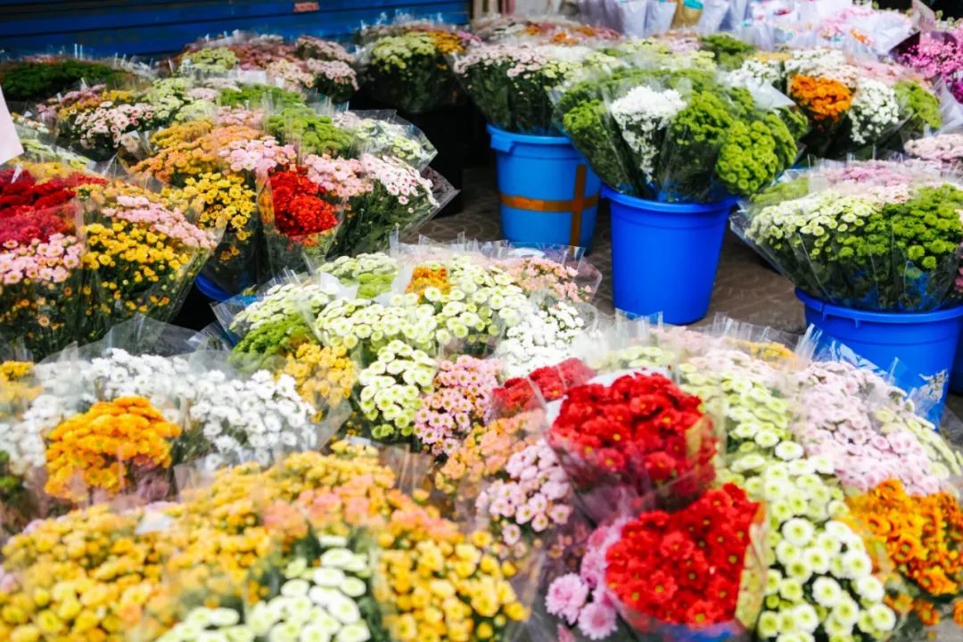 西安人最愛逛的花市原來在這裡!-西安朱雀花卉市場