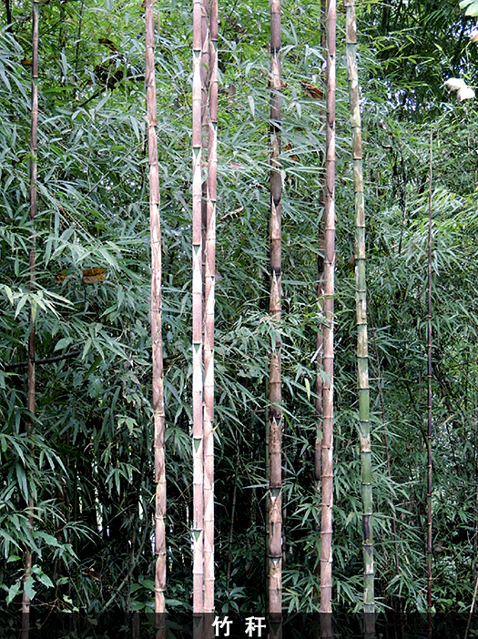 ‘都江堰方竹’
