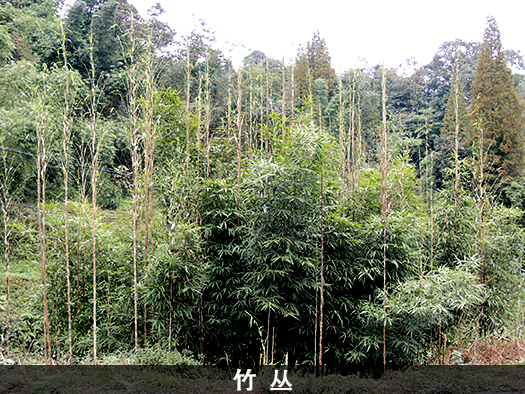 ‘都江堰方竹’