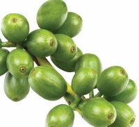 绿咖啡豆提取物8