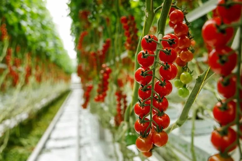 HATENO RZ F1 (72-CH0364).jpg