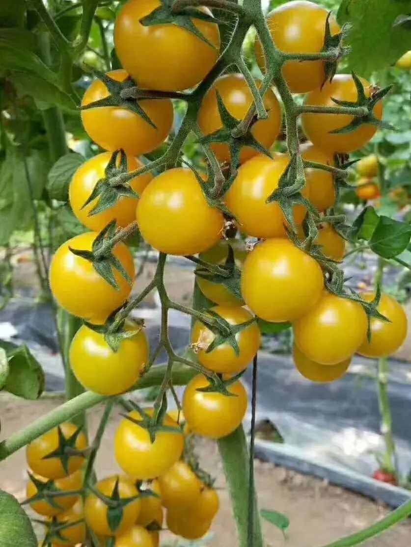 夏洛特.jpg