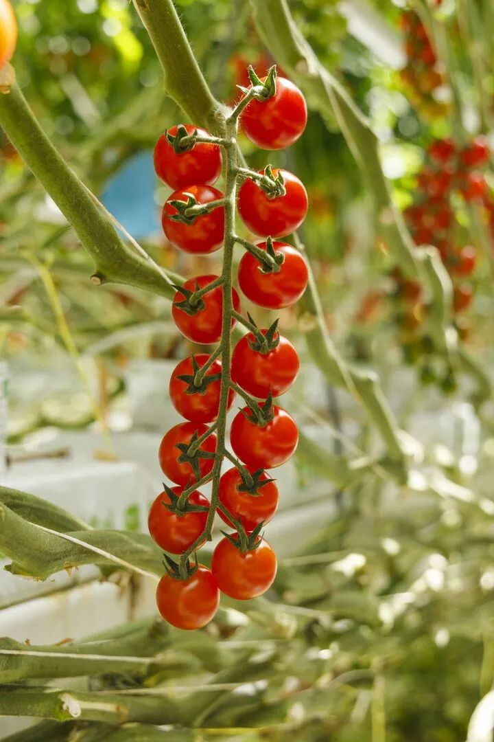 PROVENTURA RZ F1 (72-CH0363).jpg