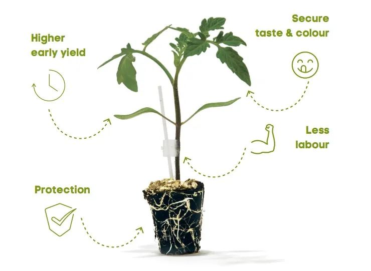 湘研种业 番茄砧木-拓根强（Top Gun）.jpg