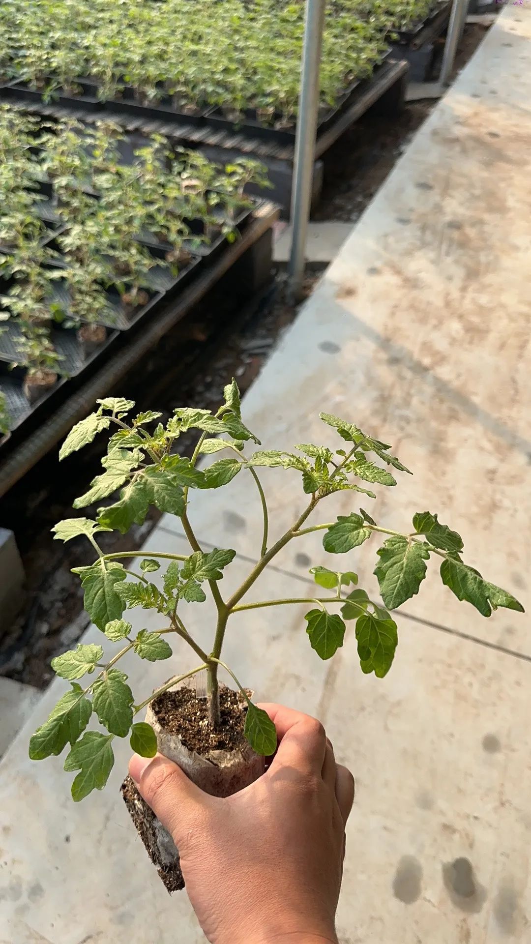 湘研种业 番茄砧木-浩根（Hawkeye）.jpg