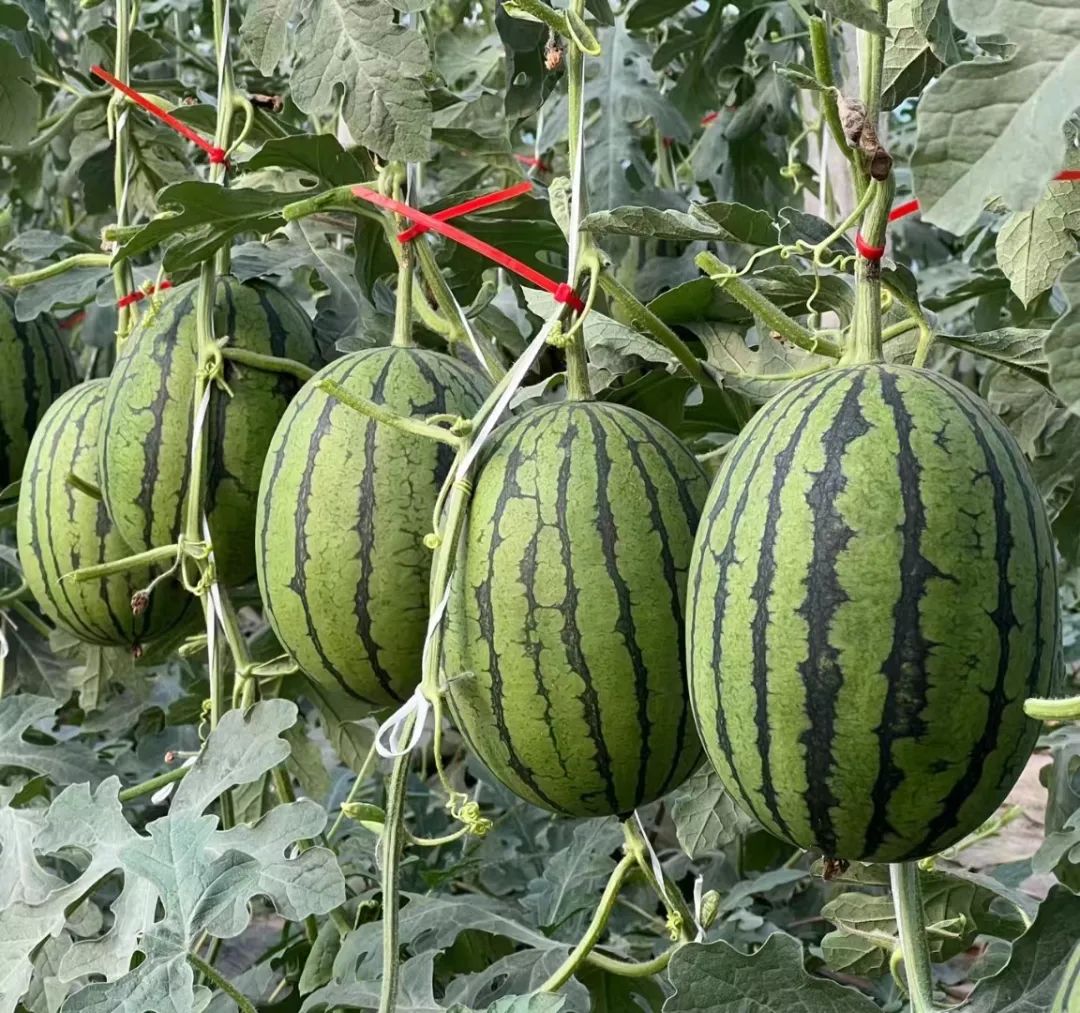 京研益农 圣嘉2K.jpg