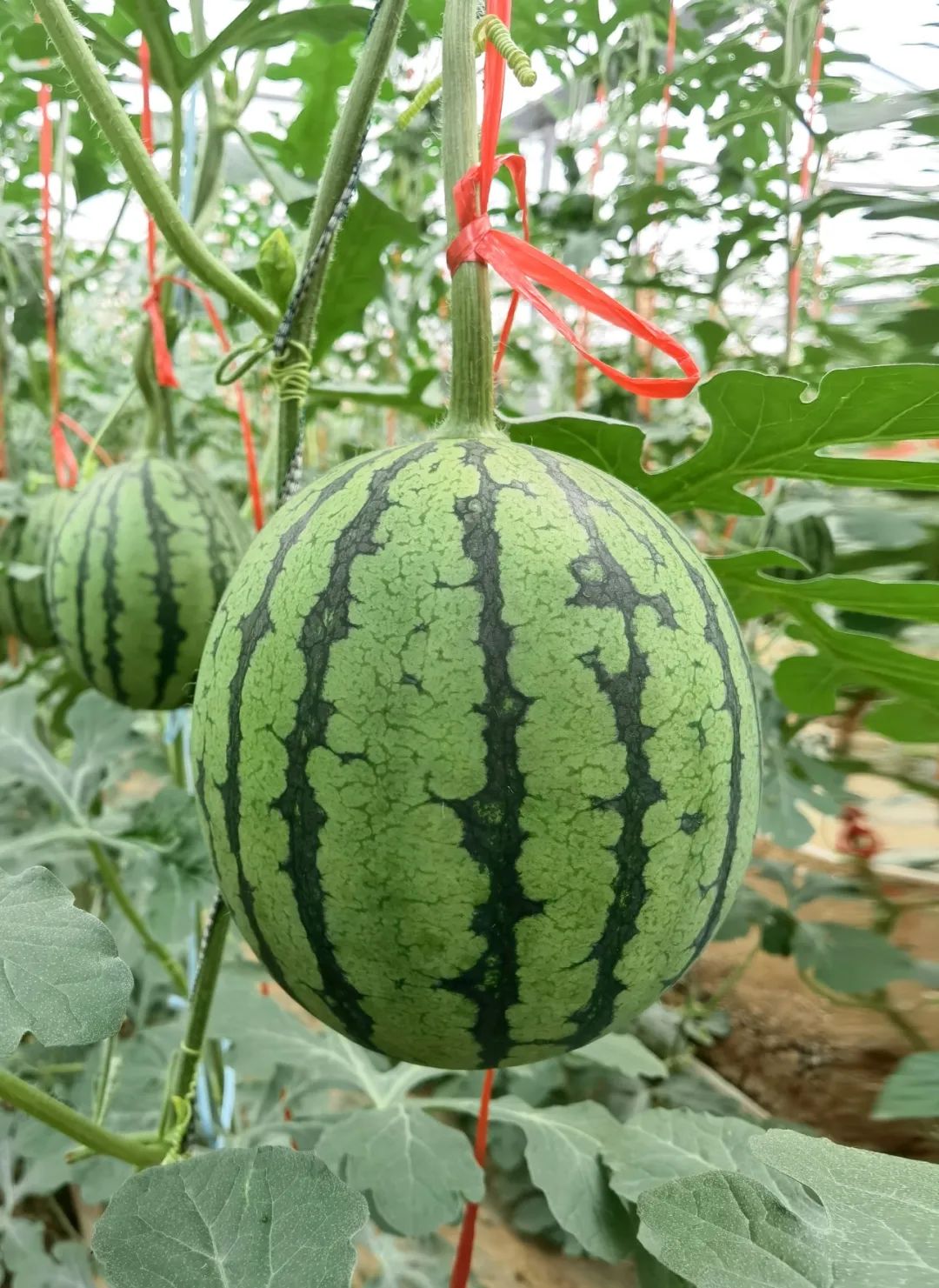 京研益农 圣嘉1号.jpg