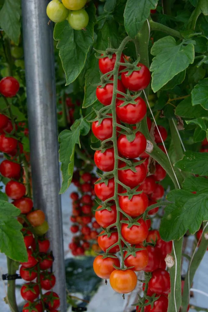 湘研种业 串收樱桃番茄-Top2320.jpg