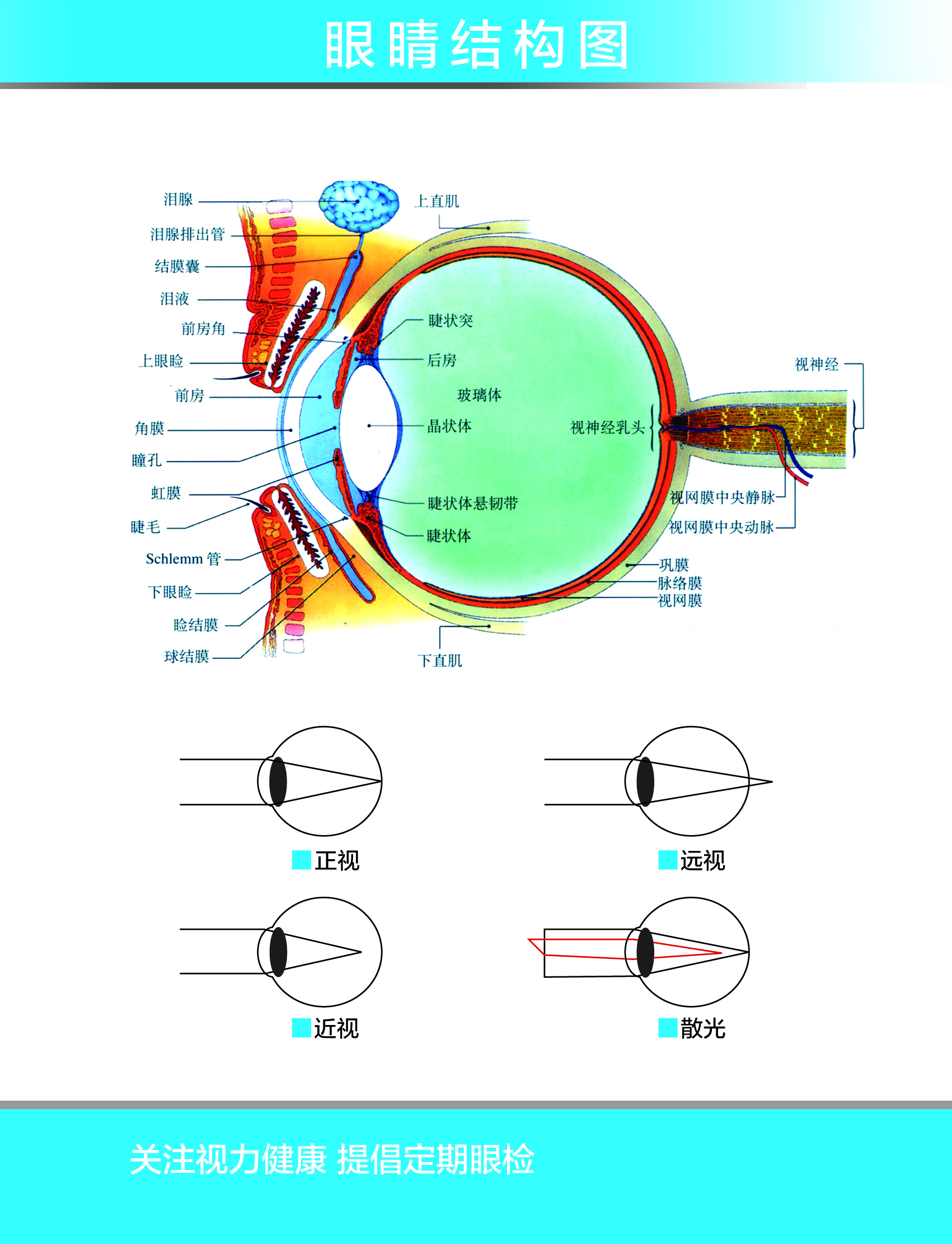 图15～6 眼球结构-基础医学-医学