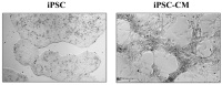 Calcium-and-contractility-best-practices_HQ2