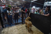 2024年南非约翰内斯堡狩猎展览会-图片-2
