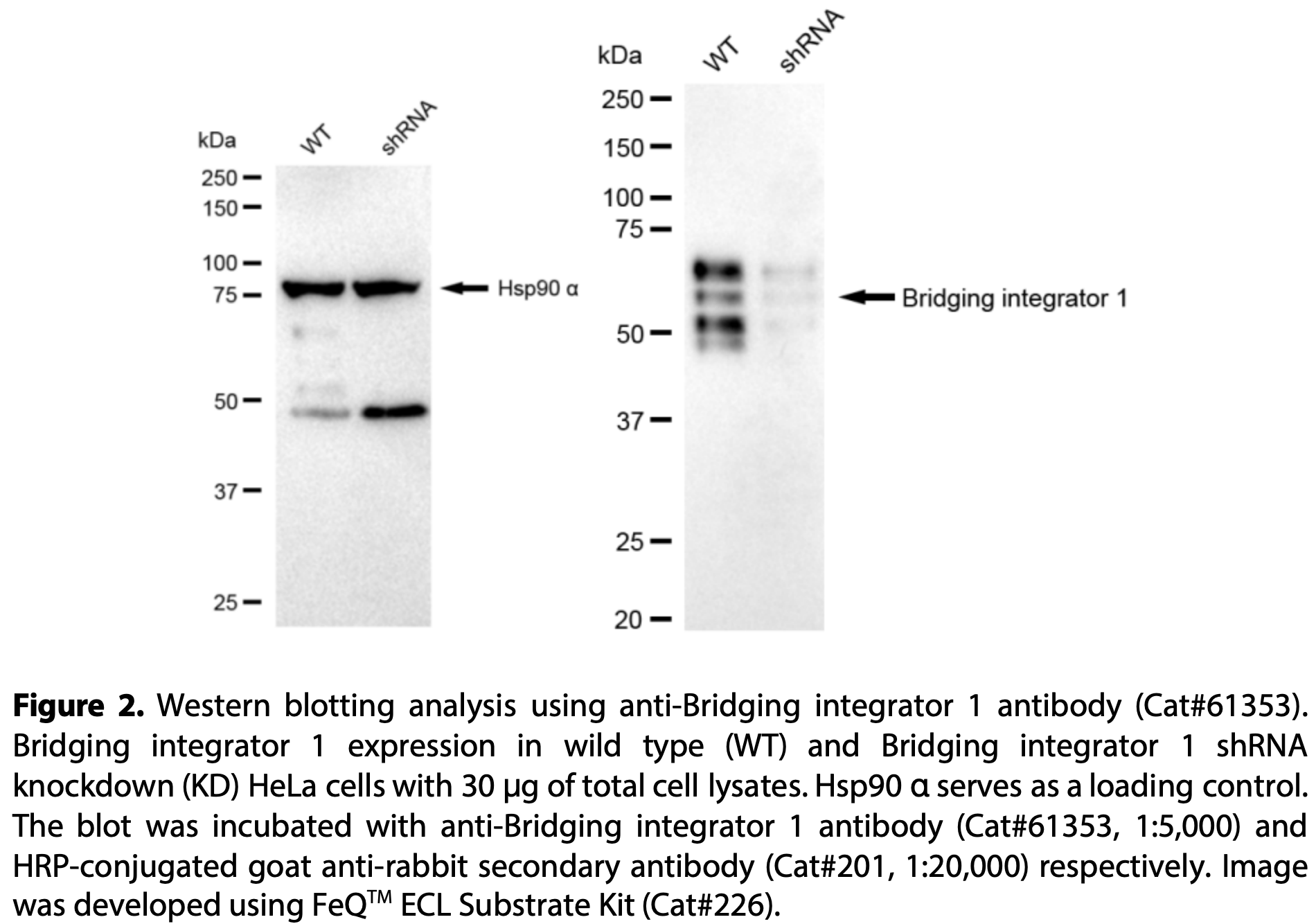 KD-Validated Anti-Bridging Integrator 1 Rabbit Monoclonal Antibody ...