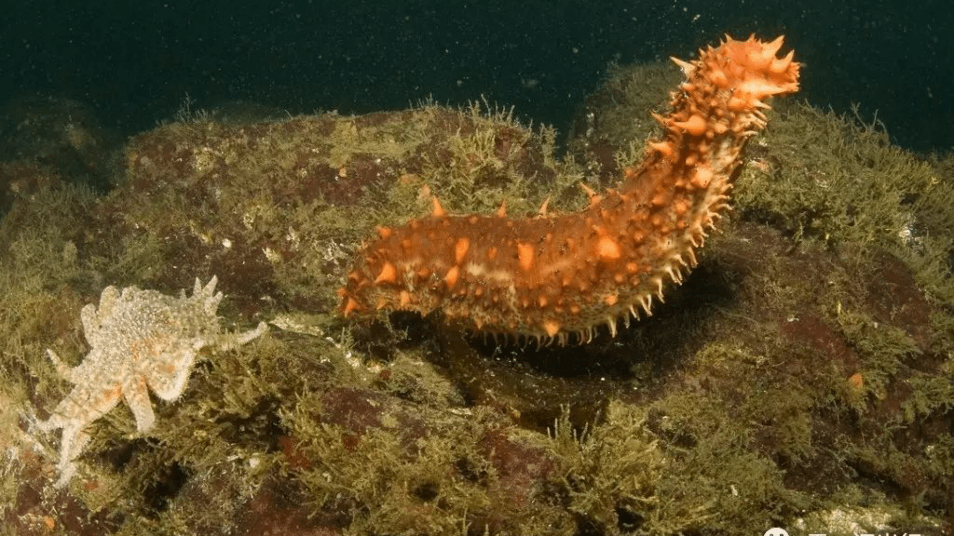 海参的挑选怎么挑,好的海参如何辨别