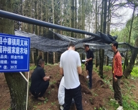 种植图片3
