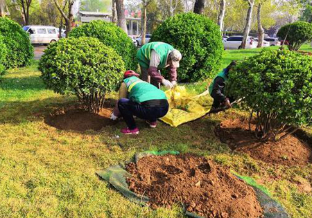 加强新栽树木旳养护管理工作
