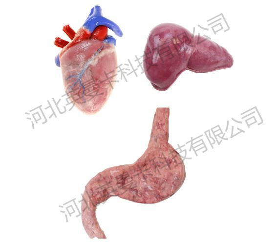 器官模型河北英曼卡科技有限公司