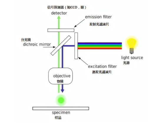 共聚焦显微镜与荧光显微镜的技术特性、性能对比及应用场景分析