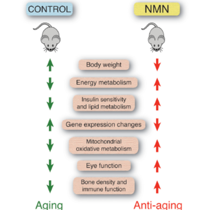 NMN Mitigates Age-Associated Physiological Decline in Mice