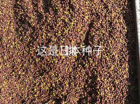 日本红豆杉种子