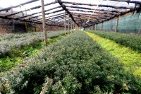 东北红豆杉小苗基地