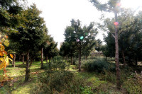 乔木红豆杉大树