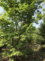 鞍山客户购买的五角枫大树