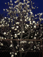 江苏客户购买的白色玉兰树