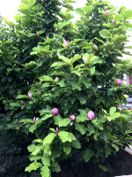 青岛客户预定的粉色玉兰树