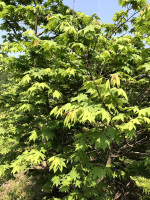 沈阳客户预定的五角枫