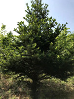 营口新建小区购买的冷杉大树1