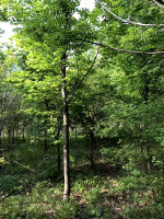 长春客户购买的水榆花楸大树