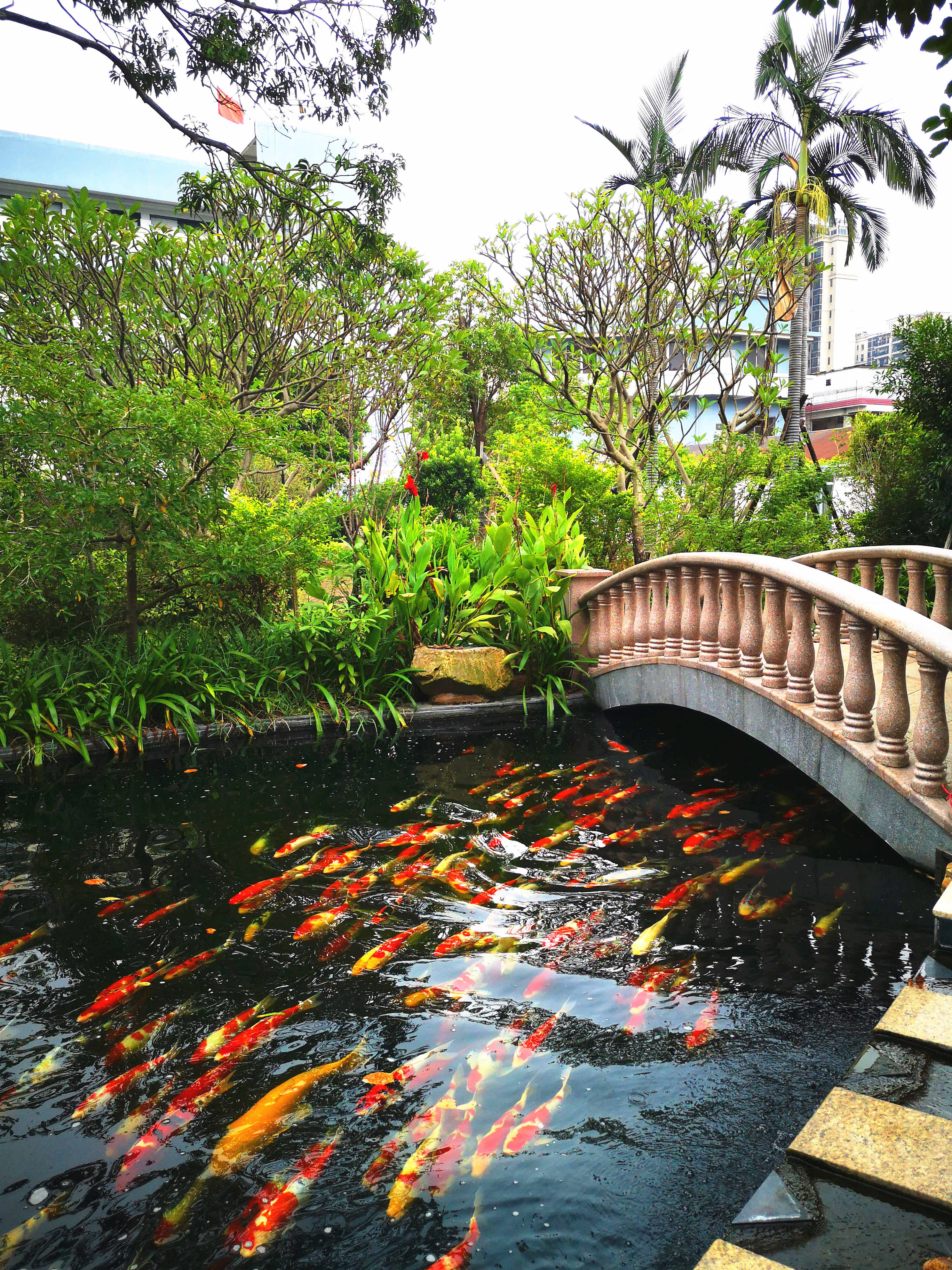 锦鲤戏水