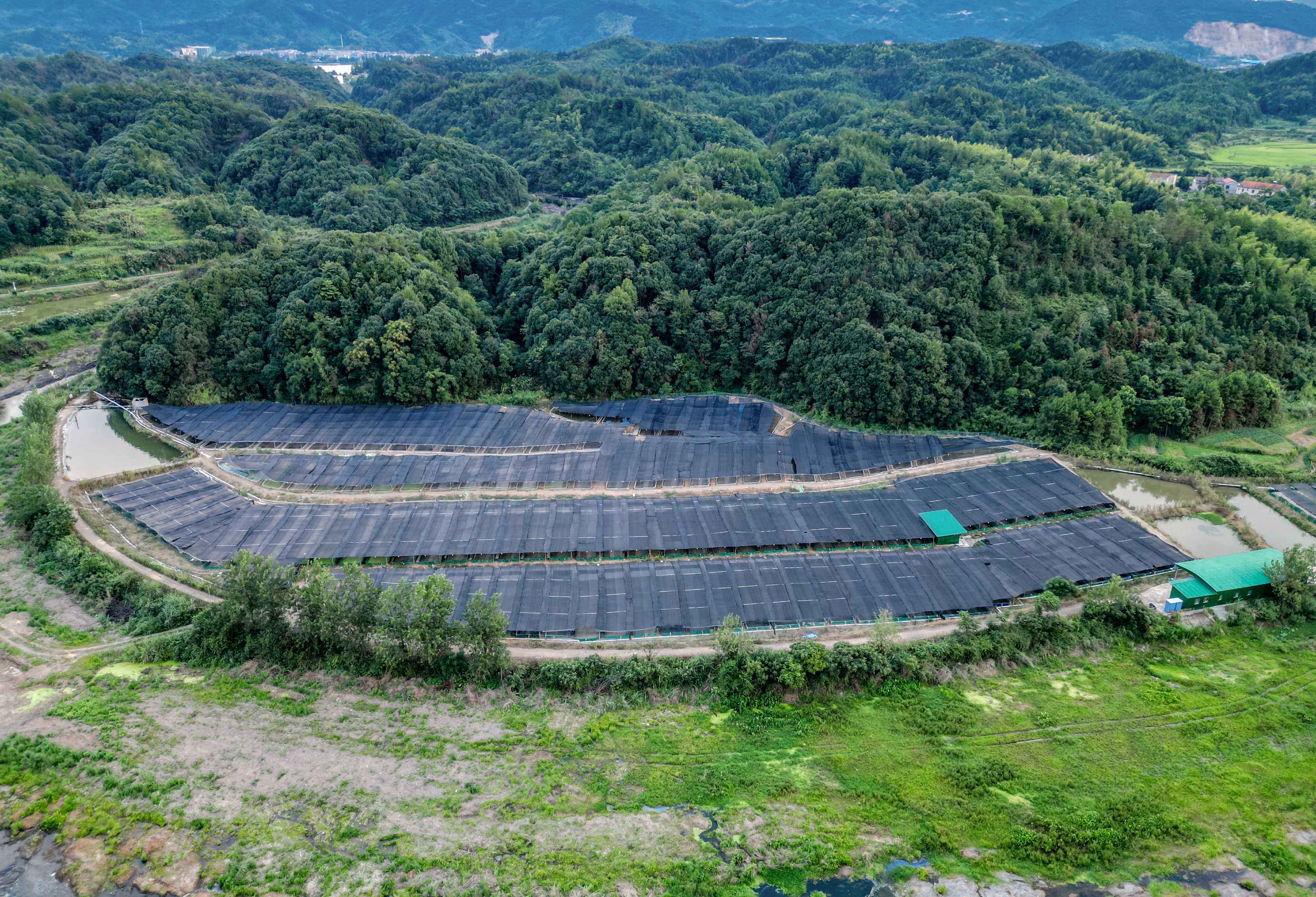 蛙农转型：牛蛙预制菜或成为走出价格低迷困境的新机遇