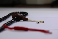 椰蒂海黄念珠_2024.10.25-4