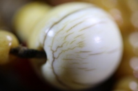 清代小牙芯果冻三通_2024.10.25-6