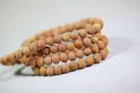 小酸枣核3_2025.10.29-2