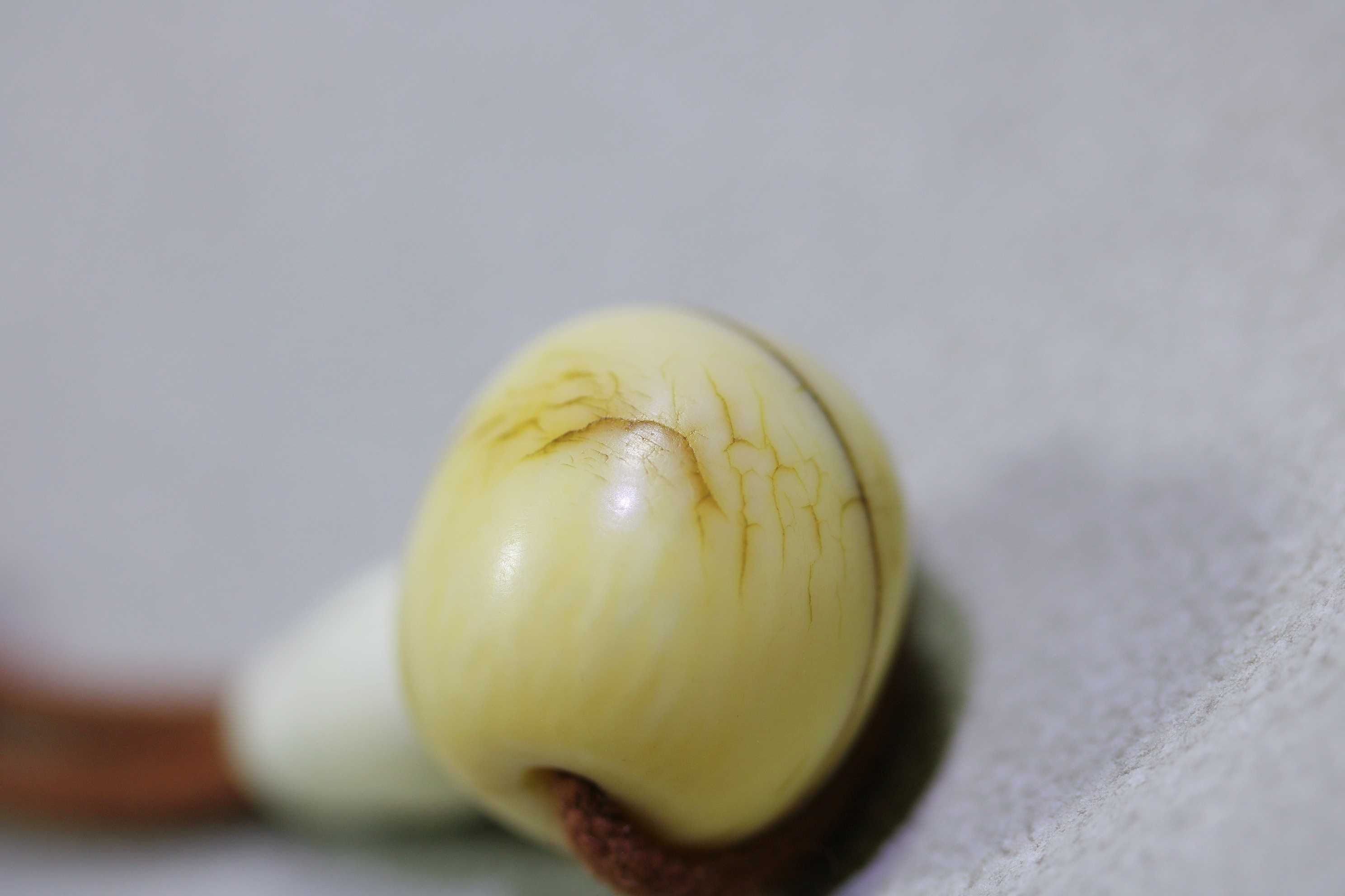 清代象牙三通_2025.11.10-3