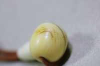 清代象牙三通_2025.11.10-3