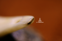 清代鹿牙卡子_2024.10.24-5