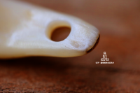 清代鹿牙卡子_2024.10.24-8