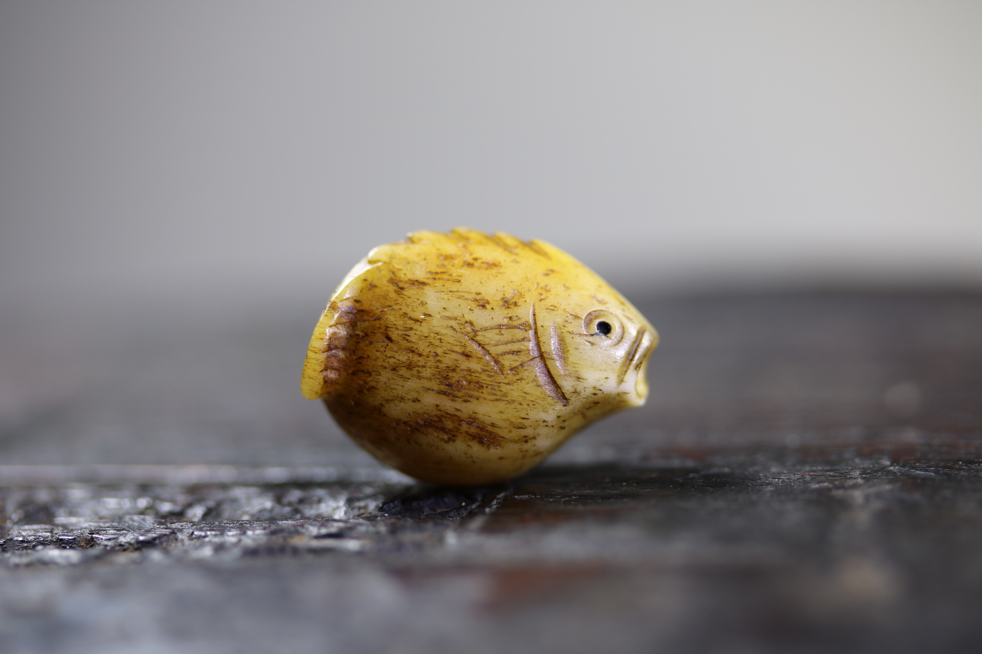 日本昭和小河豚_2024.10.24-1