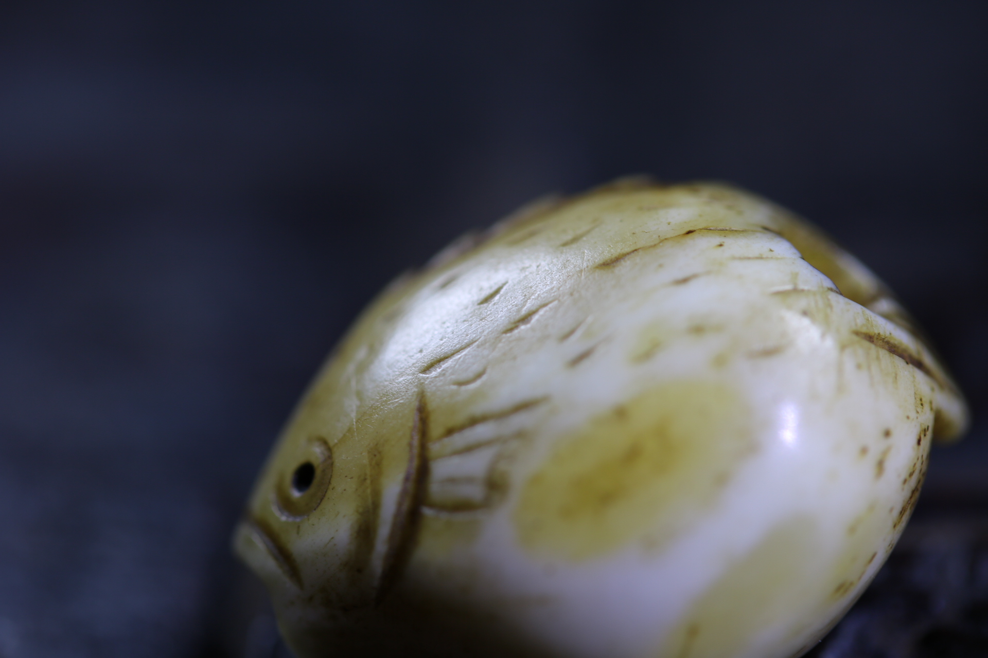 日本昭和小河豚_2024.10.24-2