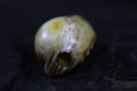 日本昭和小河豚_2024.10.24-3